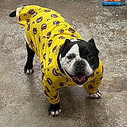 Gordo is registered to the contest to win money with this photo: dog, pet, animal, black_and_white, yellow_clothing, bear_pattern, happy, tongue_out, floor, indoor, canine, cute, standing, looking_up, playful, furry, smiling, paw, clothing, portrait