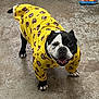 dog, pet, animal, black_and_white, yellow_clothing, bear_pattern, happy, tongue_out, floor, indoor, canine, cute, standing, looking_up, playful, furry, smiling, paw, clothing, portrait