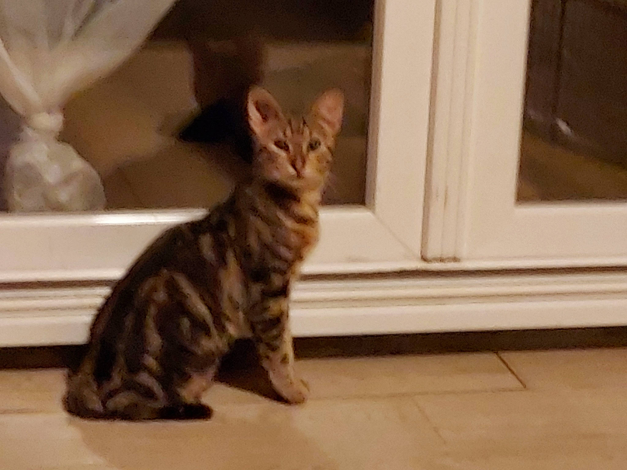 Napo a rejoint le concours — aidez-le/la à gagner de superbes lots ! carnivore, cat, claw, domestic_short_haired_cat, fawn, felidae, floor, flooring, fur, hardwood, paw, room, sitting, small_to_medium_sized_cats, tail, terrestrial_animal, whiskers, window, wood