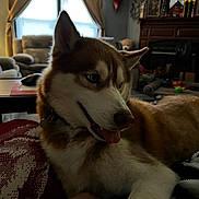 Demon joined the competition — help win amazing prizes! animal, architecture, art, baby, building, canine, computerhardware, couch, dog, electronics, furniture, hardware, husky, indoors, interiordesign, livingroom, painting, person, pet, room