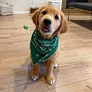 Ivy is registered to the contest to win money with this photo: puppy, dog, golden_retriever, bandana, green_bandana, wooden_floor, indoor, living_room, pet, cute, sitting, tongue_out, head_tilt, floor, furniture, basket, fireplace, home, adorable, animal