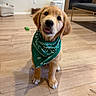 puppy, dog, golden_retriever, bandana, green_bandana, wooden_floor, indoor, living_room, pet, cute, sitting, tongue_out, head_tilt, floor, furniture, basket, fireplace, home, adorable, animal