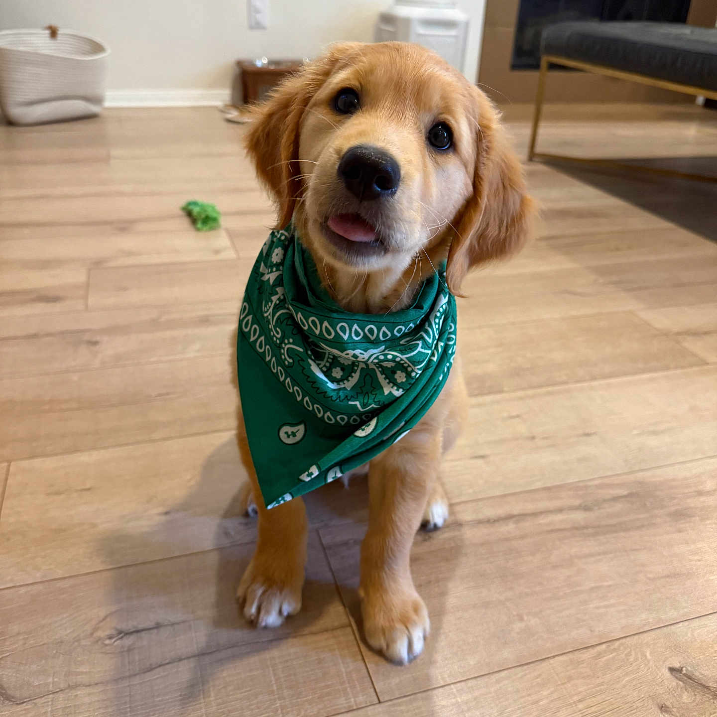 Ivy is registered to the contest to win money with this photo: puppy, dog, golden_retriever, bandana, green_bandana, wooden_floor, indoor, living_room, pet, cute, sitting, tongue_out, head_tilt, floor, furniture, basket, fireplace, home, adorable, animal