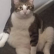 Joe is registered to the contest to win money with this photo: animal, calm, carpet, cat, cute, domestic, ears, eyes, feline, fur, indoor, looking, pet, portrait, relaxed, sitting, tabby, wall, whiskers, white_paws