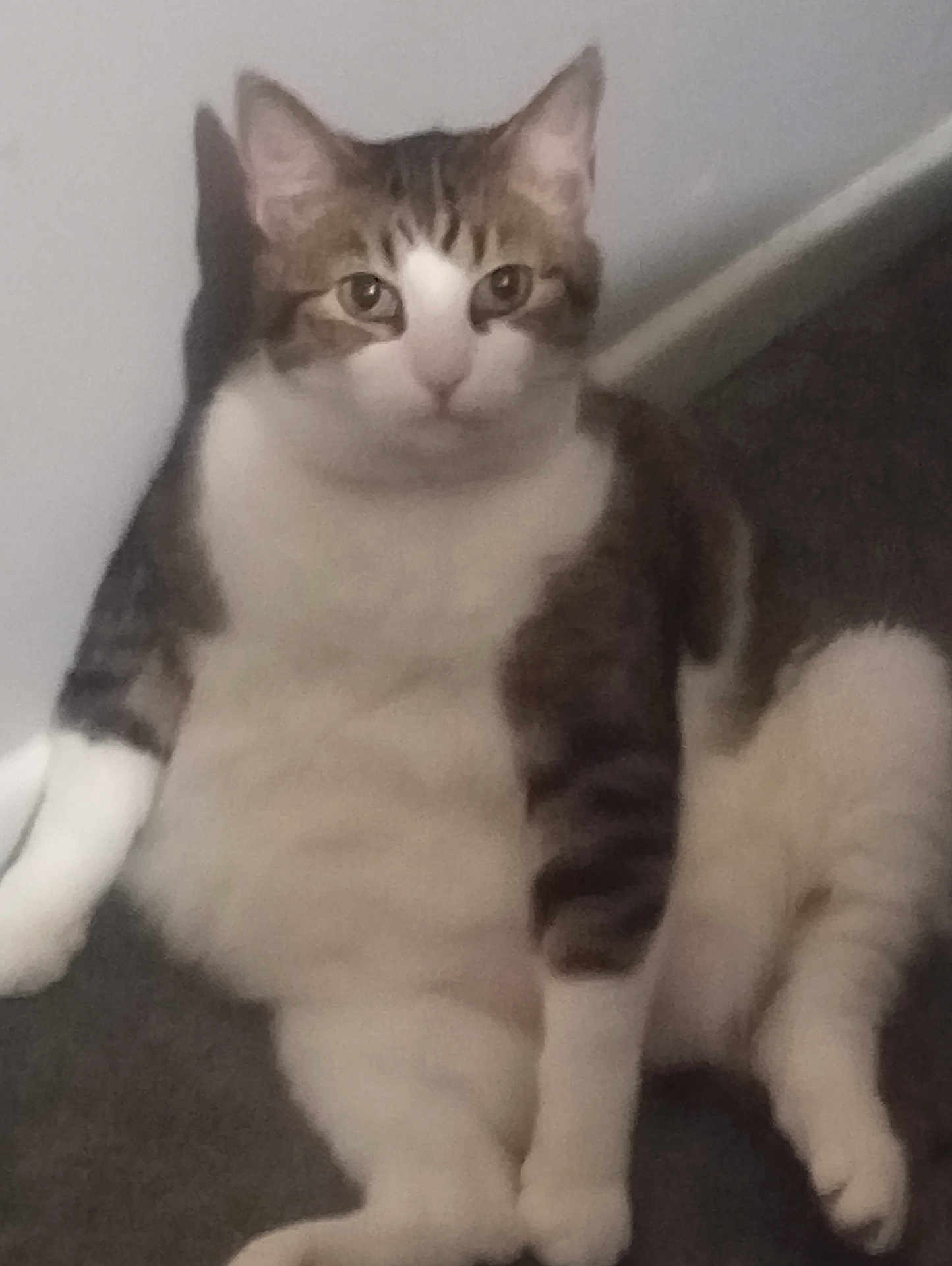 Joe is registered to the contest to win money with this photo: animal, calm, carpet, cat, cute, domestic, ears, eyes, feline, fur, indoor, looking, pet, portrait, relaxed, sitting, tabby, wall, whiskers, white_paws