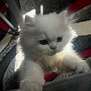 Snowy is registered to the contest to win money with this photo: cat, kitten, white_cat, fluffy, fur, paws, whiskers, indoor, carpet, couch, portrait, close_up, pet, pet_portrait, curious, climbing, eyes, cute, domestic_animal, soft