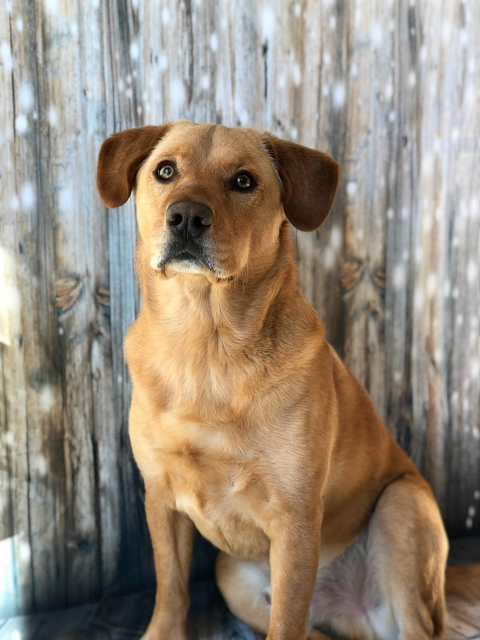 Oliver is registered to the contest to win money with this photo: beige, brown, canidae, carnivore, companion_dog, dog, dog_breed, fawn, liver, non_sporting_group, pet_supply, skin, snout, sporting_group, whiskers, wood, working_animal, working_dog