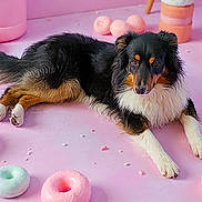 Newton participe au concours pour gagner de l'argent avec cette photo : dog, animal, tricolor, fluffy, pastel, pink, floor, donut, cushion, relaxed, lying_down, cute, pet, indoor, soft, decor, cozy, playful, background, studio