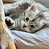 cat, kitten, gray_fur, fluffy, blue_eyes, pet, animal, close_up, portrait, sleeping, lying_down, paw, whiskers, ears, bed, blanket, cozy, indoors, soft_lighting, cute