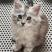 Althea a rejoint le concours — aidez-le/la à gagner de superbes lots ! cat, kitten, fluffy, long_hair, silver_fur, gray_fur, blue_eyes, portrait, close_up, animal, pet, sitting, ears, whiskers, tail, paws, adorable, indoor, patterned_background, photography