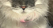 Althea participe au concours pour gagner de l'argent avec cette photo : cat, fluffy, close_up, face, eyes, golden_eyes, whiskers, fur, gray_fur, white_fur, pink_nose, tongue, long_hair, pet, animal, portrait, centered, dramatic, indoors, cute