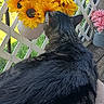 Gracie is registered to the contest to win money with this photo: cat, tabby_cat, flower, sunflower, bouquet, lattice_fence, outdoor, wooden_deck, cushion, pet, animal, fur, nature, relaxing, daylight, greenery, garden, peaceful, domestic_cat, summer