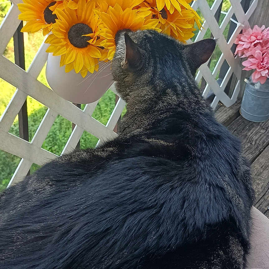 Gracie