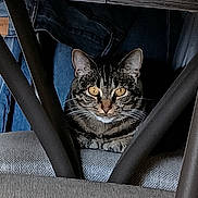 Gracie joined the competition — help win amazing prizes! cat, tabby, amber_eyes, chair, furniture, indoor, pet, animal, whiskers, fur, looking, curious, closeup, texture, denim, seat, resting, domestic, cute, alert