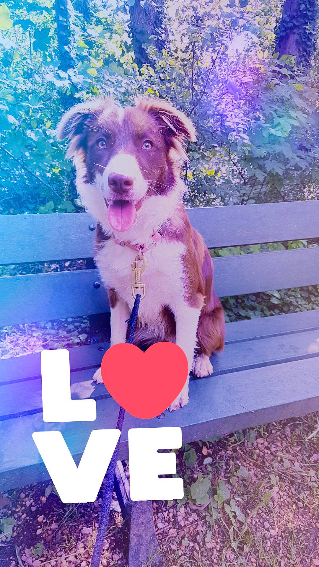 Pina a rejoint le concours — aidez-le/la à gagner de superbes lots ! australian_shepherd, border_collie, canidae, carnivore, companion_dog, dog, dog_breed, herding_dog, mammal, puppy, working_dog