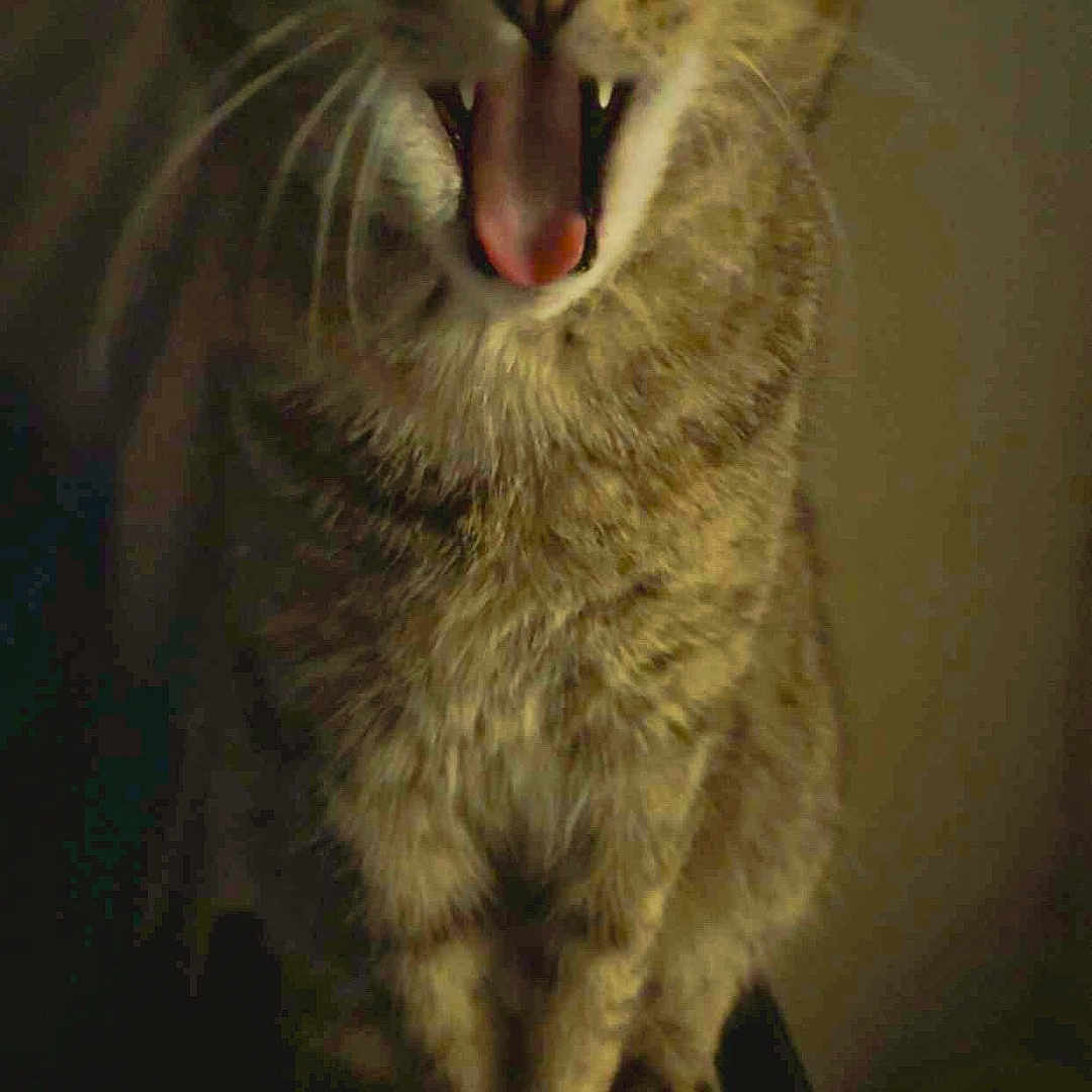 Stella is registered to the contest to win money with this photo: cat, tabby_cat, animal, pet, feline, tongue, teeth, yawn, meow, whiskers, sitting, dark_background, indoor, close_up, fur, mammal, cute, domestic_animal, face, portrait