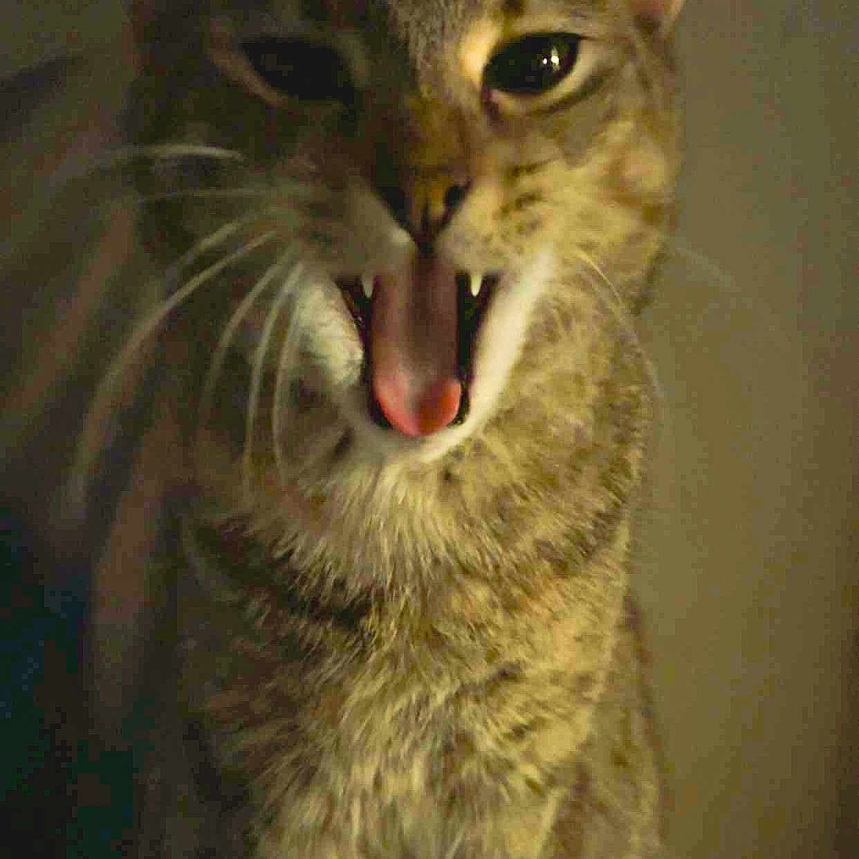 Stella joined the competition — help win amazing prizes! cat, tabby_cat, close_up, mouth_open, fangs, tongue, whiskers, fur, animal, pet, indoor, portrait, feline, expressive, dim_lighting, cute, mammal, face, eyes, nose