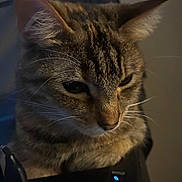 Stella is registered to the contest to win money with this photo: cat, tabby, close_up, indoor, pet, animal, feline, whiskers, ears, fur, portrait, cute, domestic, face, looking_down, soft_light, shadow, background, calm, companion