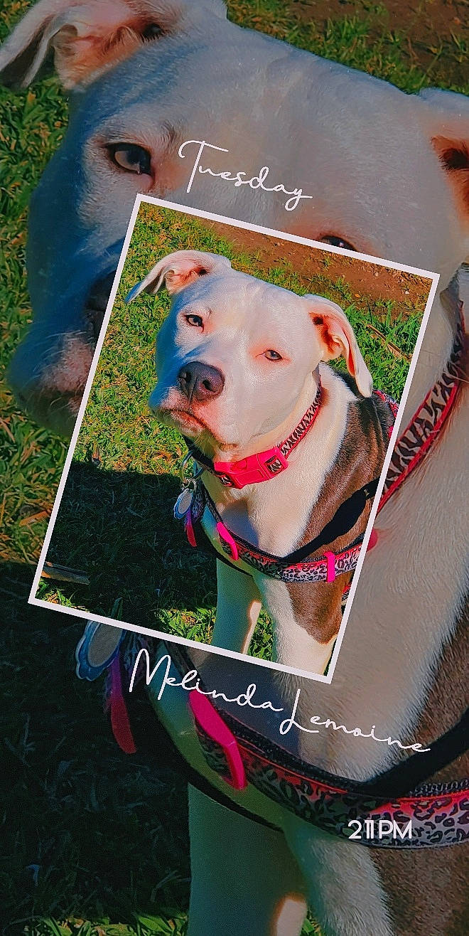 Hera joined the competition — help win amazing prizes! canidae, carnivore, collar, companion_dog, dog, dog_breed, dog_collar, dog_supply, fashion_accessory, fawn, grass, happy, leash, pet_supply, photo_caption, poster, snout, sporting_group, suidae, working_animal