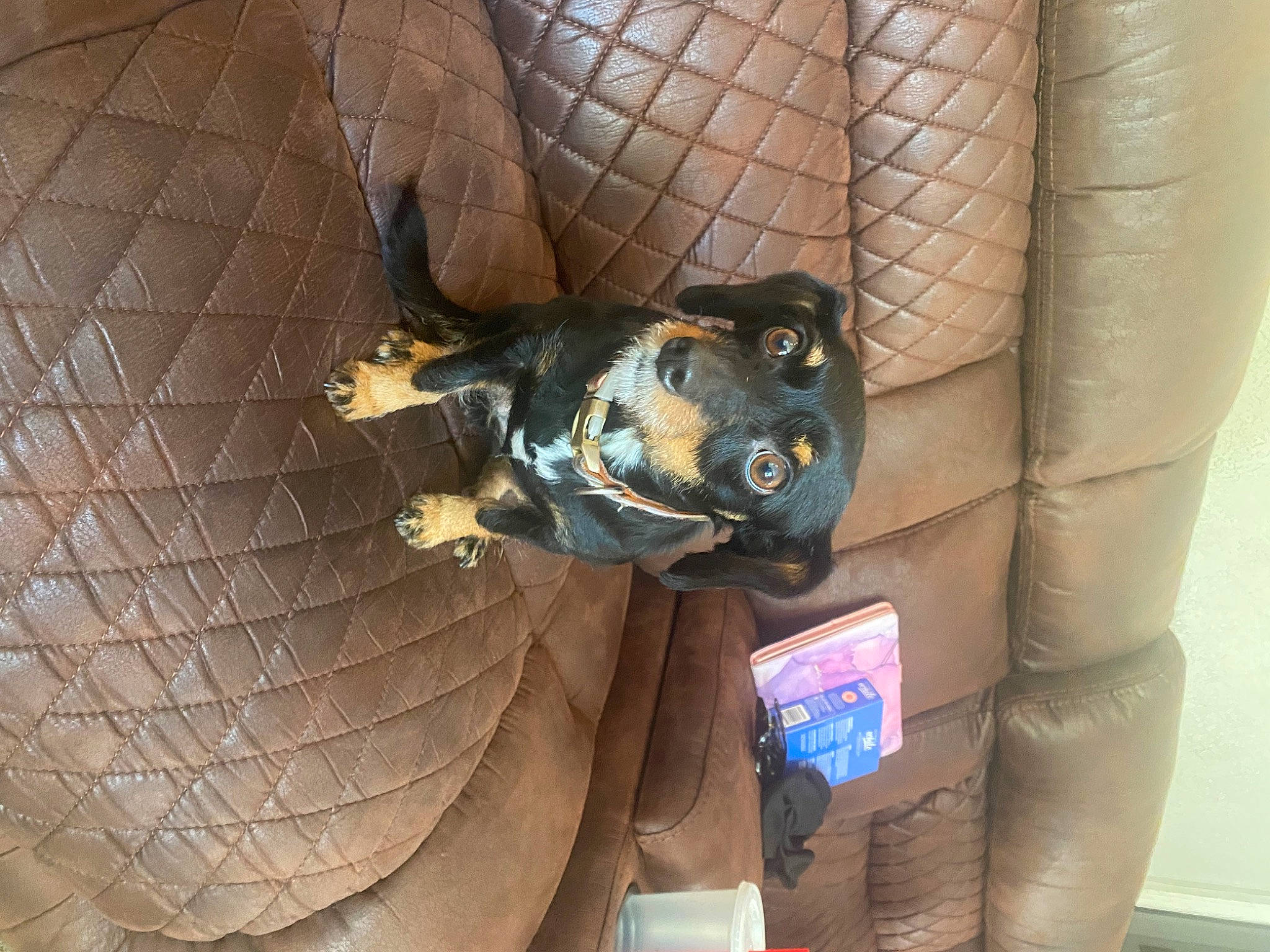 Destiny is registered to the contest to win money with this photo: auto_part, automotive_tire, carnivore, comfort, dog, dog_breed, guard_dog, metal, personal_protective_equipment, pet_supply, snout, vehicle_door, wood, working_animal