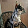 Artus