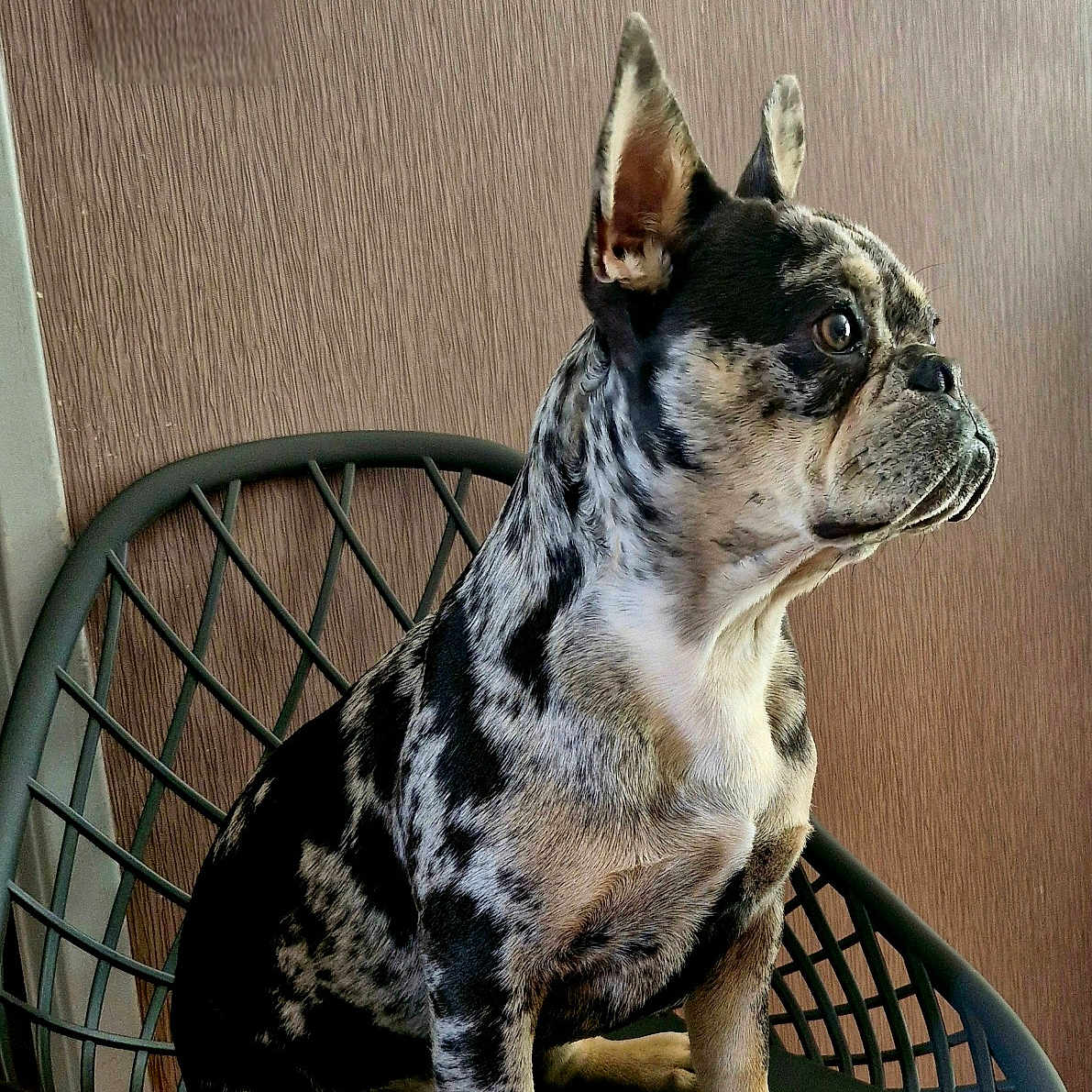 Artus participe au concours pour gagner de l'argent avec cette photo : alert, animal, black_and_white, canine, chair, companion, dog, domestic_animal, ears, fur, furniture, indoor, looking_sideways, modern, paw, pet, portrait, sitting, texture, wall