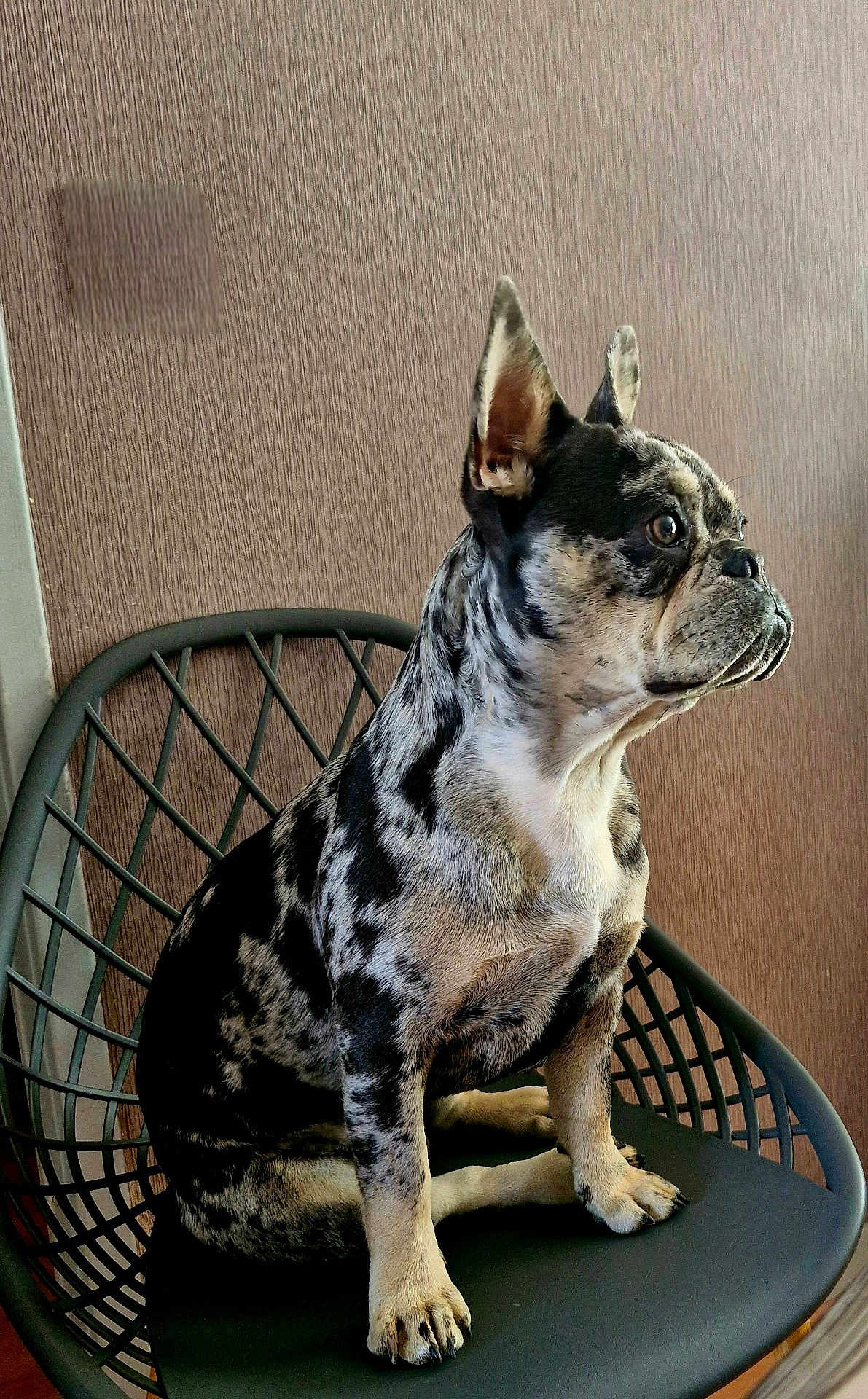 Artus participe au concours pour gagner de l'argent avec cette photo : dog, pet, sitting, chair, indoor, black_and_white, fur, ears, paw, looking_sideways, animal, canine, domestic_animal, portrait, furniture, wall, texture, modern, alert, companion