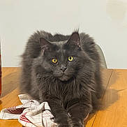 R Mes a rejoint le concours — aidez-le/la à gagner de superbes lots ! animal, calm, cat, cloth, cute, domestic_cat, feline, fluffy, fur, gray_cat, indoor, looking, paws, pet, resting, sitting, table, whiskers, wooden_table, yellow_eyes
