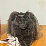 animal, calm, cat, cloth, cute, domestic_cat, feline, fluffy, fur, gray_cat, indoor, looking, paws, pet, resting, sitting, table, whiskers, wooden_table, yellow_eyes