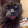 R Mes a rejoint le concours — aidez-le/la à gagner de superbes lots ! animal, background_blur, cat, close_up, curious, cute, domestic_cat, ears, face, feline, fluffy_fur, gray_cat, heterochromia, household, indoor, pet, portrait, soft_light, tongue_out, whiskers