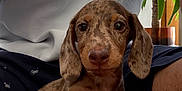 Apollo a rejoint le concours — aidez-le/la à gagner de superbes lots ! dachshund, puppy, dog, pet, indoor, person, legs, paw, hairy_leg, casual_clothing, plant, pot, greenery, brown_fur, speckled, curious, close_up, sitting, human, relaxed