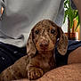 dachshund, puppy, dog, pet, indoor, person, legs, paw, hairy_leg, casual_clothing, plant, pot, greenery, brown_fur, speckled, curious, close_up, sitting, human, relaxed