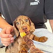 Apollo a rejoint le concours — aidez-le/la à gagner de superbes lots ! puppy, dog, dachshund, toy, chewing, pet, playful, hand, person, puma_shirt, clothing, brown, cute, young_animal, indoor, closeup, paw, face, expression, texture