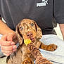 puppy, dog, dachshund, toy, chewing, pet, playful, hand, person, puma_shirt, clothing, brown, cute, young_animal, indoor, closeup, paw, face, expression, texture