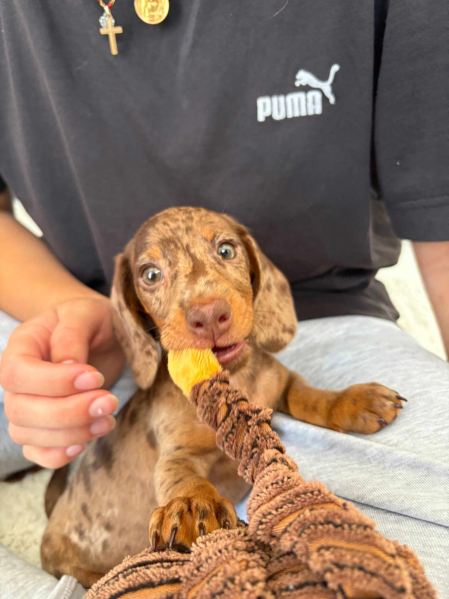 Apollo a rejoint le concours — aidez-le/la à gagner de superbes lots ! puppy, dog, dachshund, toy, chewing, pet, playful, hand, person, puma_shirt, clothing, brown, cute, young_animal, indoor, closeup, paw, face, expression, texture
