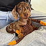 Apollo a rejoint le concours — aidez-le/la à gagner de superbes lots ! puppy, dog, dachshund, pet, toy, plush_toy, brown, spotted, cute, lap, person, clothing, sweatpants, indoor, floor, small, animal, young, portrait, domestic