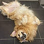 animal, canine, companion, cute, dog, domestic, floor, fluffy, fur, golden_retriever, happy, indoor, lying_down, pet, playful, relaxed, smiling, teeth, tile, upside_down