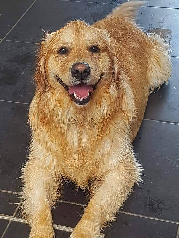 Narco a rejoint le concours — aidez-le/la à gagner de superbes lots ! canidae, carnivore, companion_dog, dog, dog_breed, durango_boot, event, fang, fawn, fur, leash, liver, paw, shout, snout, sporting_group, terrestrial_animal, whiskers, working_animal, working_dog