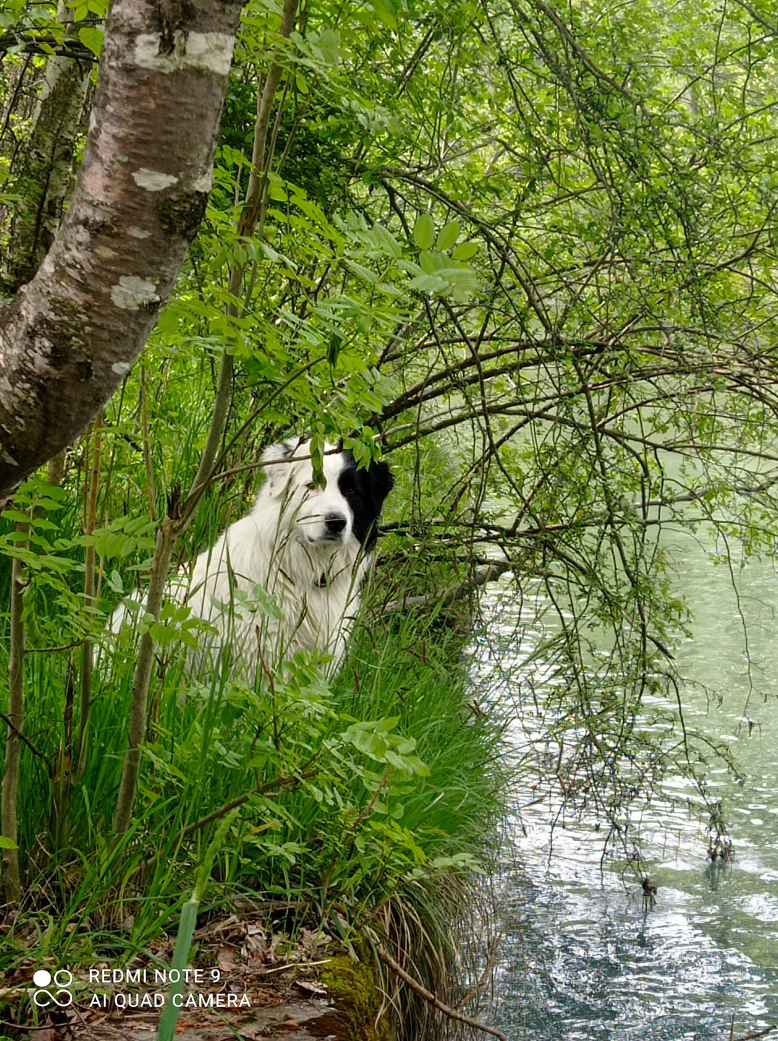 Guyzmo a rejoint le concours — aidez-le/la à gagner de superbes lots ! carnivore, dog, dog_breed, fluvial_landforms_of_streams, forest, grass, jungle, lake, natural_landscape, plant, riparian_zone, temperate_broadleaf_and_mixed_forest, terrestrial_plant, tree, trunk, twig, water, wood, woodland, working_animal