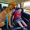 Frank is registered to the contest to win money with this photo: dog, child, car, backseat, road_trip, brown_dog, toddler, baseball_cap, red_shirt, shorts, seatbelt, harness, leash, tongue_out, sitting, automobile, window, outdoor, sunlight, portrait