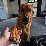 dog, golden_retriever, paw, handshake, human_hand, pet, brown_fur, collar, dog_tag, indoors, living_room, fireplace, carpet, furniture, chair, portrait, closeup, friendly, funny, companionship