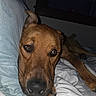 Frank is registered to the contest to win money with this photo: dog, brown_dog, pet, animal, close_up, portrait, sleepy, lying_down, bed, blanket, bedding, bedroom, indoors, brown_fur, short_hair, expressive_eyes, black_nose, floppy_ears, cozy, nighttime