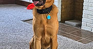 Frank is registered to the contest to win money with this photo: dog, brown_dog, pet, sitting, portrait, indoors, living_room, fireplace, carpet, collar, dog_tag, tongue_out, happy, alert, short_hair, front_view, home, brick_wall, chew_toy, natural_light