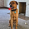 dog, brown_dog, pet, sitting, portrait, indoors, living_room, fireplace, carpet, collar, dog_tag, tongue_out, happy, alert, short_hair, front_view, home, brick_wall, chew_toy, natural_light