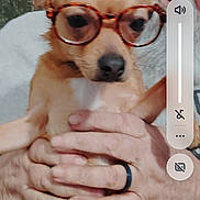 Scrappy is registered to the contest to win money with this photo: dog, glasses, person, hand, smile, lock_screen, phone_interface, volume_control, time_display, weather_icon, indoor, seated, adult, brown_dog, white_hair, casual_clothing, holding, face, screen_overlay, funny