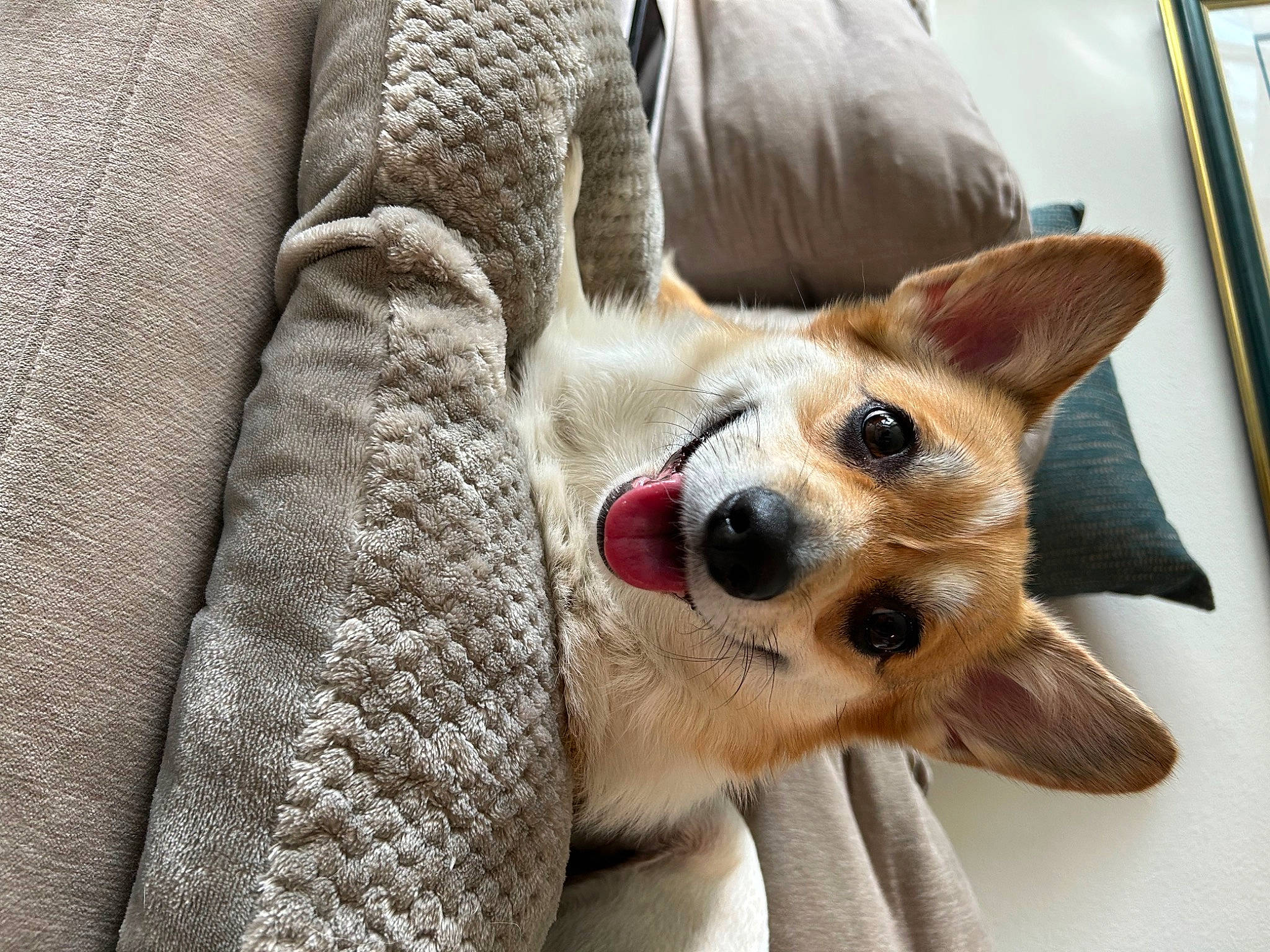 Olive is registered to the contest to win money with this photo: canidae, carnivore, collar, comfort, companion_dog, couch, dog, dog_breed, fawn, fur, non_sporting_group, paw, snout, sporting_group, terrestrial_animal, whiskers, working_animal