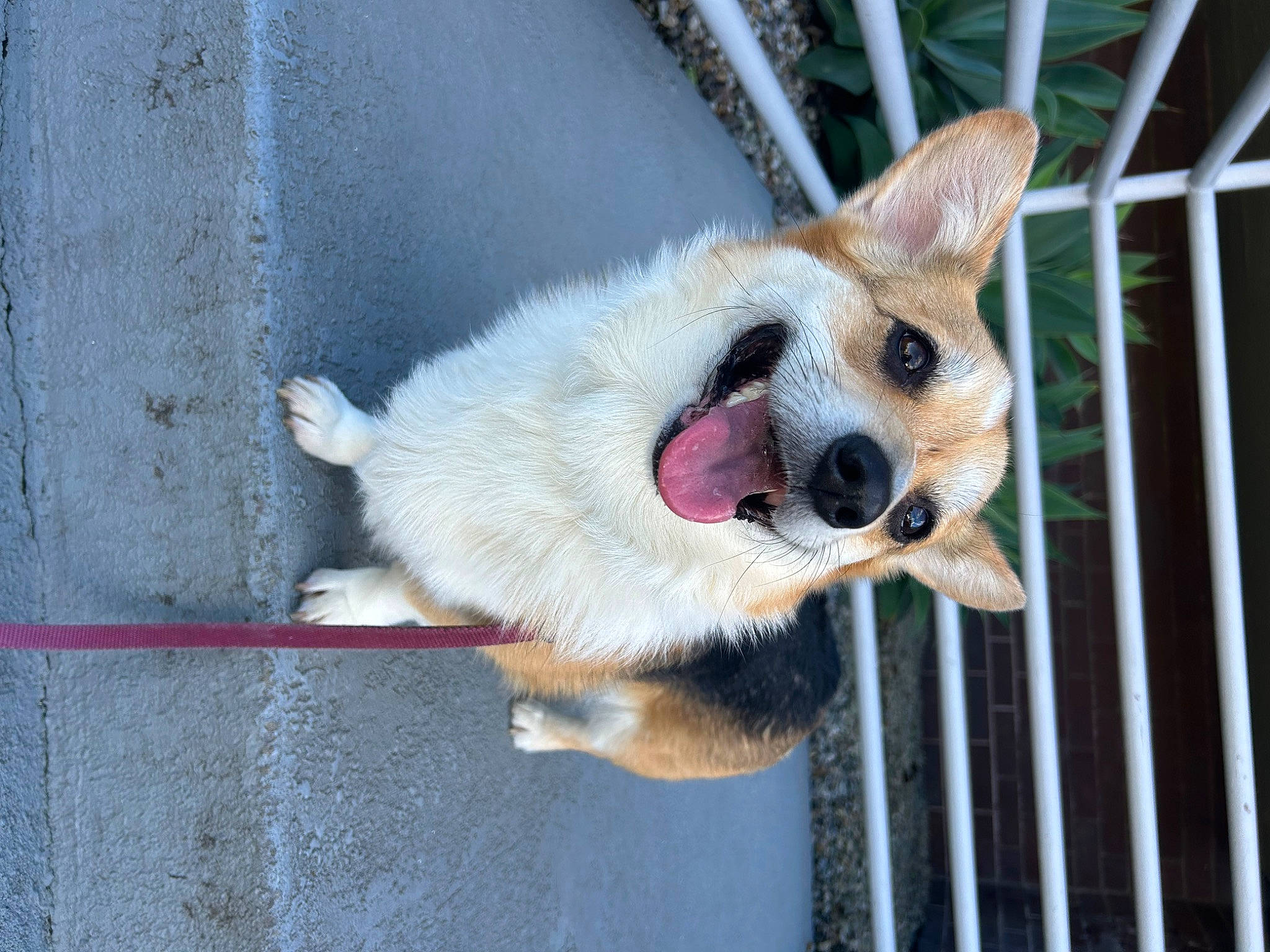 Olive joined the competition — help win amazing prizes! animal_shelter, canidae, carnivore, collar, companion_dog, concrete, dog, dog_breed, dog_collar, dog_supply, fawn, fence, fur, paw, pet_supply, snout, sporting_group, tail, waste_container, whiskers