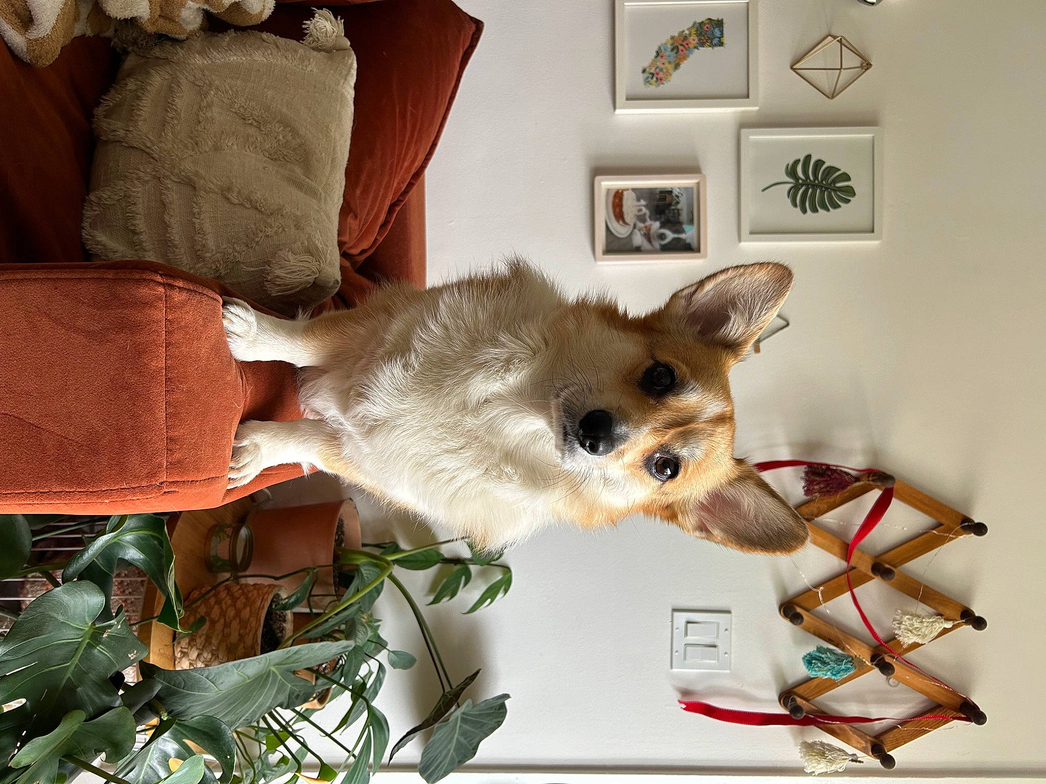 Olive joined the competition — help win amazing prizes! canidae, carnivore, comfort, companion_dog, dog_breed, dog_supply, fawn, felidae, fur, linens, picture_frame, plant, room, small_to_medium_sized_cats, snout, tail, whiskers, wood