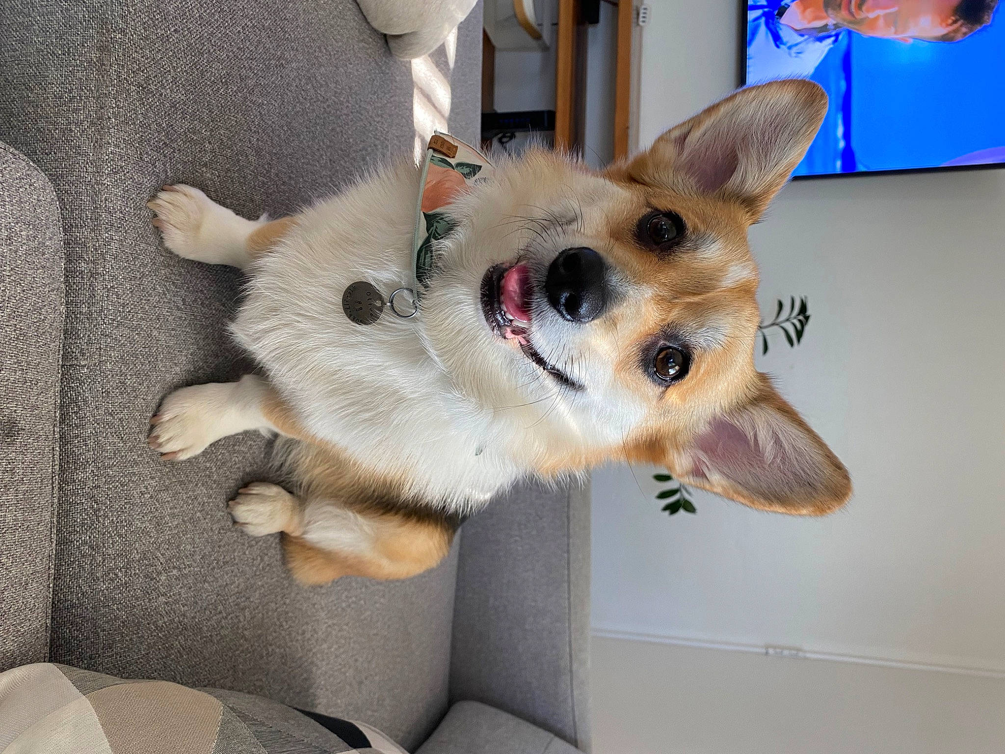 Olive is registered to the contest to win money with this photo: canidae, carnivore, collar, companion_dog, dog, dog_breed, dog_collar, dog_supply, door, fawn, fur, non_sporting_group, paw, snout, sporting_group, whiskers, working_animal, working_dog