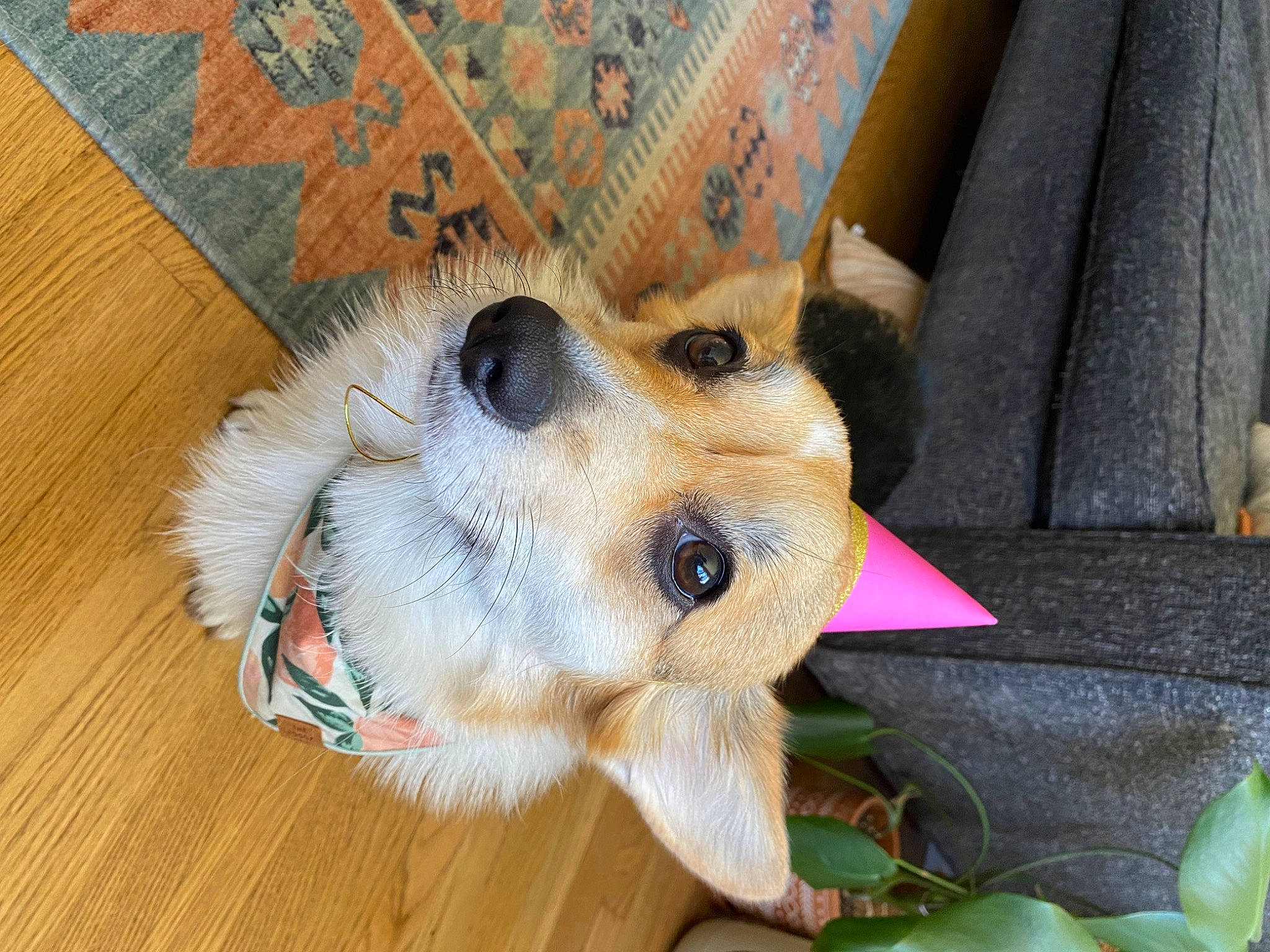 Olive joined the competition — help win amazing prizes! canidae, carnivore, companion_dog, dog, dog_breed, dog_supply, fawn, flooring, fur, german_spitz, hardwood, snout, spitz, sporting_group, stuffed_toy, toy, toy_dog, volpino_italiano, whiskers, wood